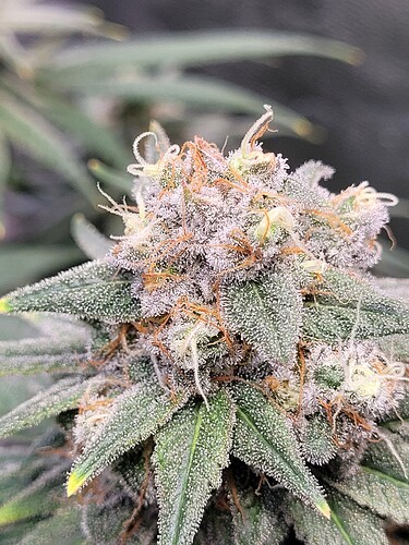 Growreport Bild 29