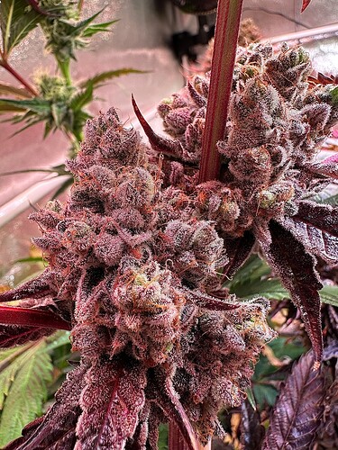 753220644.277563public