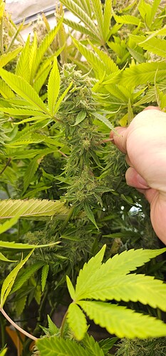 Growreport Bild 33