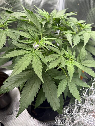 Growreport Bild 35