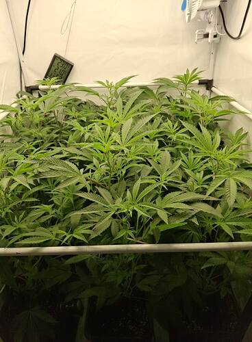 Growreport Bild 13