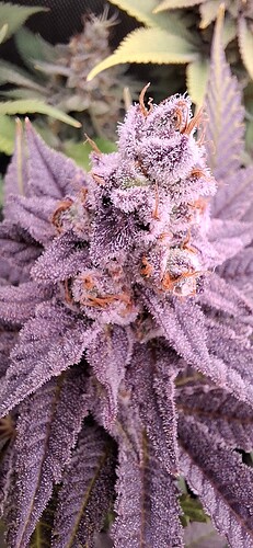 Growreport Bild 13