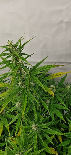 Growreport Bild 10