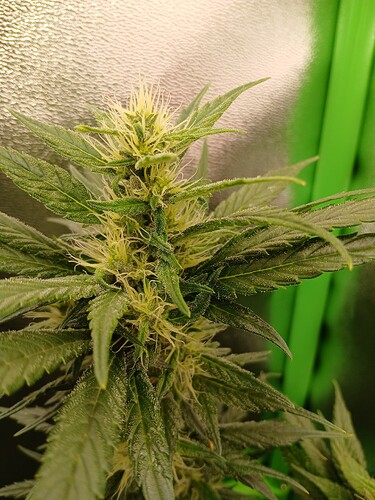 Growreport Bild 29