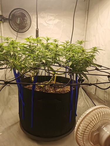 Growreport Bild 6