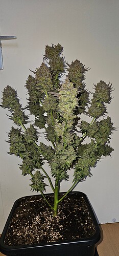 Growreport Bild 64