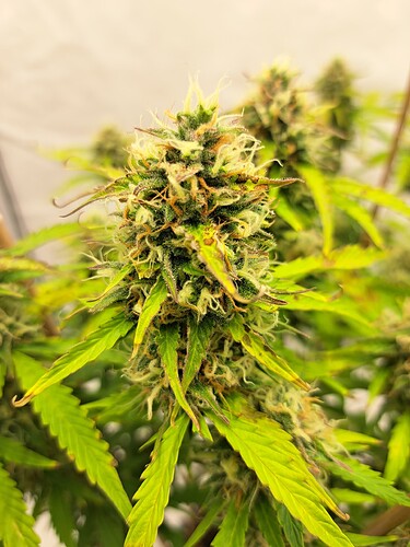 Growreport Bild 16