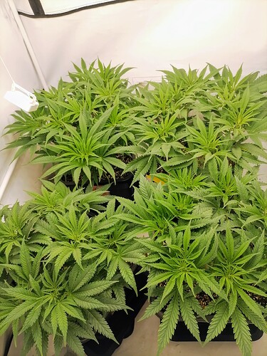 Growreport Bild 4