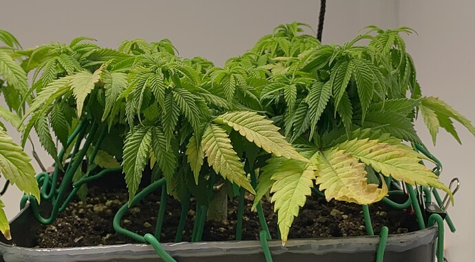 Growreport Bild 11