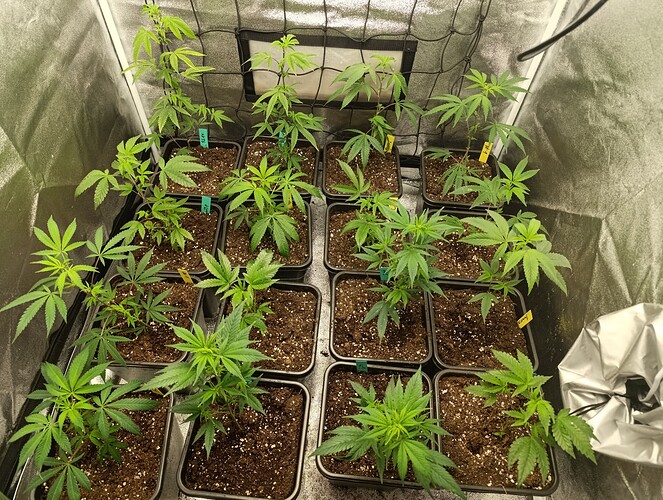 Growreport Bild 2