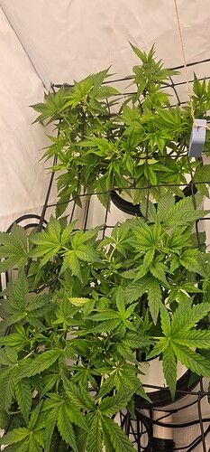 Growreport Bild 4