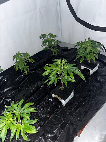 Growreport Bild 31