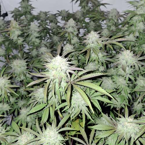 Growreport Bild 10