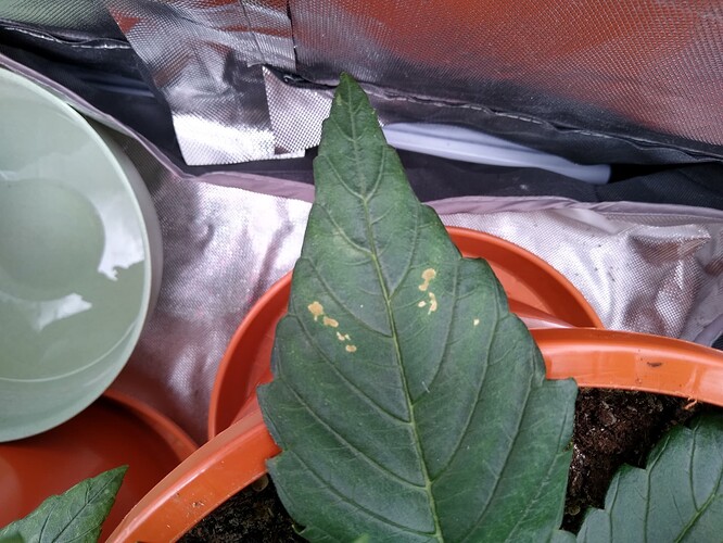 IMG_20240506_155759706_HDR