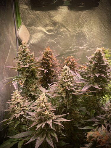 Growreport Bild 6