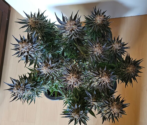 Growreport Bild 48