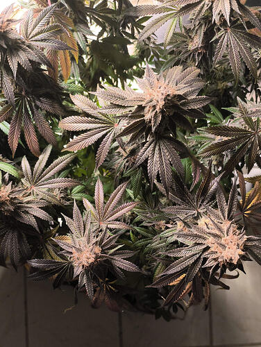 Growreport Bild 67