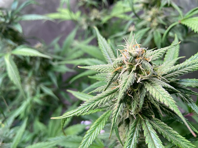 Growreport Bild 7