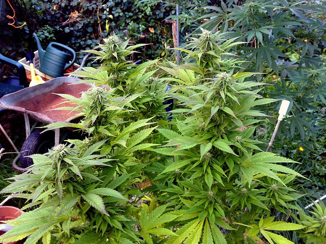 Growreport Bild 4