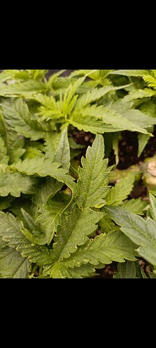 Growreport Bild 12