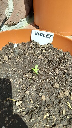 Growreport Bild 42