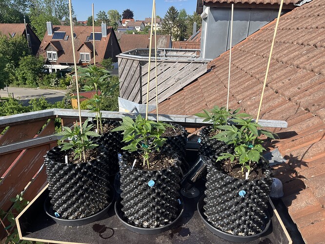 Growreport Bild 1