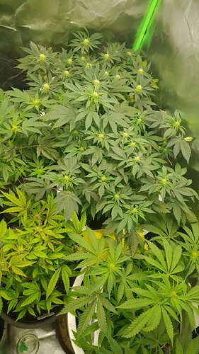 Growreport Bild 1