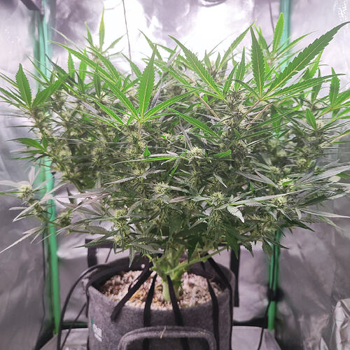 Growreport Bild 5