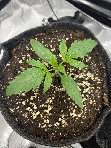 Growreport Bild 8