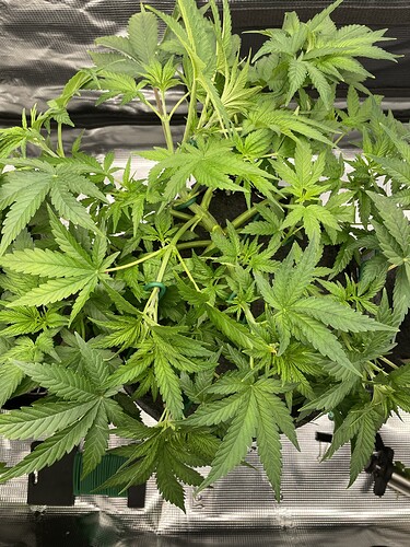 Eine junge Cannabispflanze in der Wachstumsphase, die in einem Zelt angebaut wird.