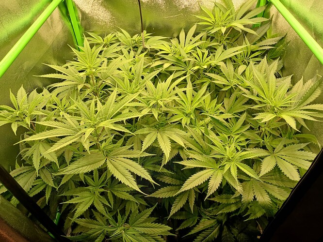 Growreport Bild 6