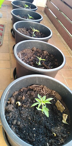 Growreport Bild 4