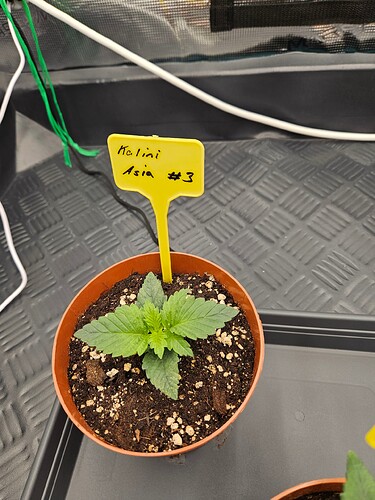 Growreport Bild 9