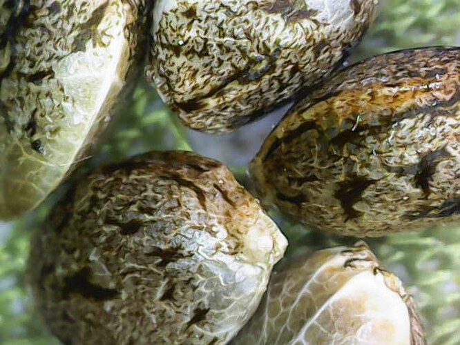 Image_2025-04-10 10_07_39_242