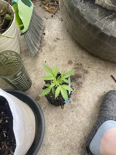 Growreport Bild 2