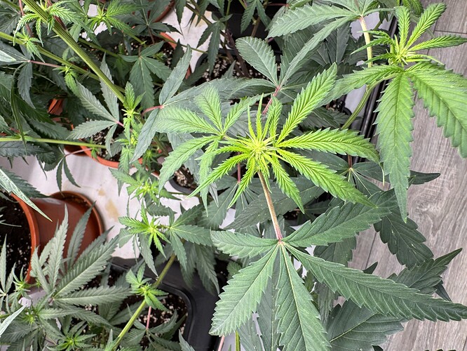 Growreport Bild 5