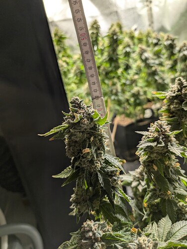Growreport Bild 8