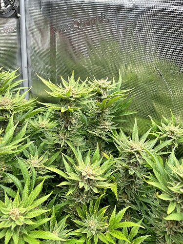 Mehrere blühende Cannabispflanzen mit dichten Blütenständen und grünen Blättern in einem Zelt.