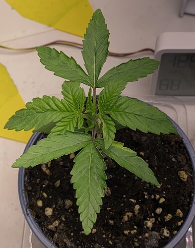Growreport Bild 32