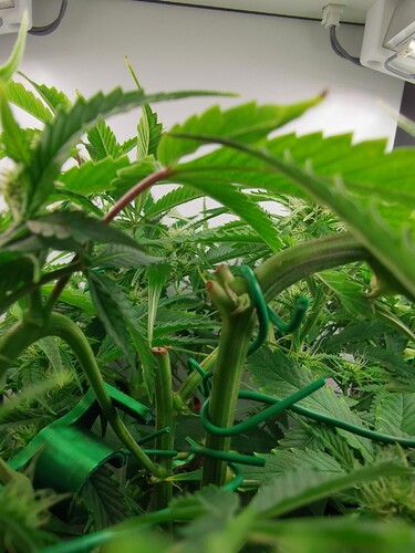 Growreport Bild 2