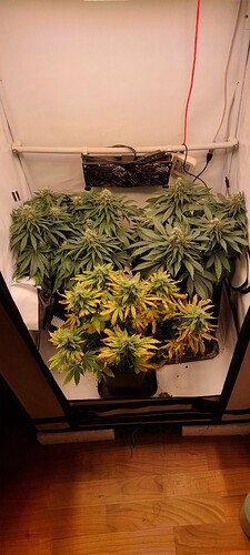 Growreport Bild 2