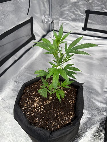 Cannalopa Haze