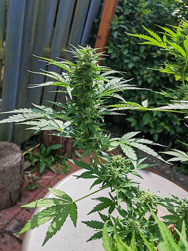 Growreport Bild 3