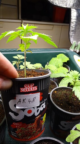 Growreport Bild 17