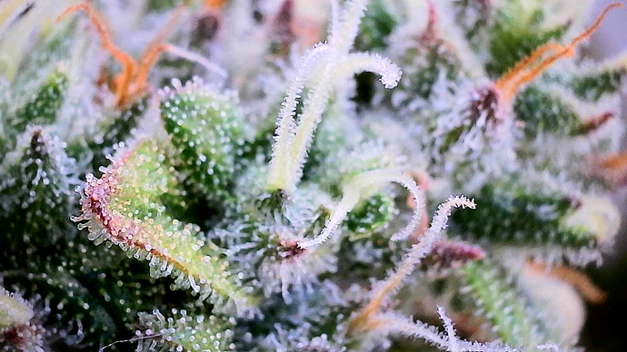 Nahaufnahme eines Cannabis-Buds mit starker Trichombesiedlung und sichtbaren Stigmen.