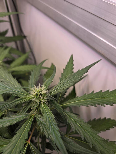 Nahaufnahme einer Cannabis-Pflanze in der frühen Blütephase mit sichtbaren weißen Stigmen.