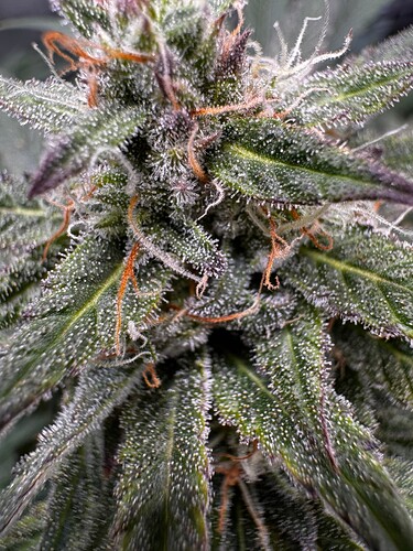 Growreport Bild 3