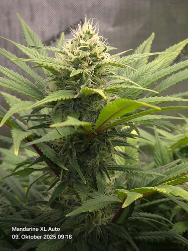 Growreport Bild 2