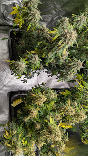 Growreport Bild 2