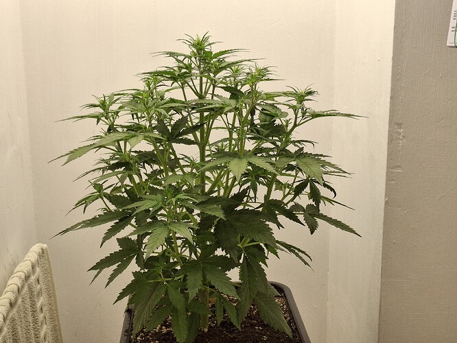 Growreport Bild 81